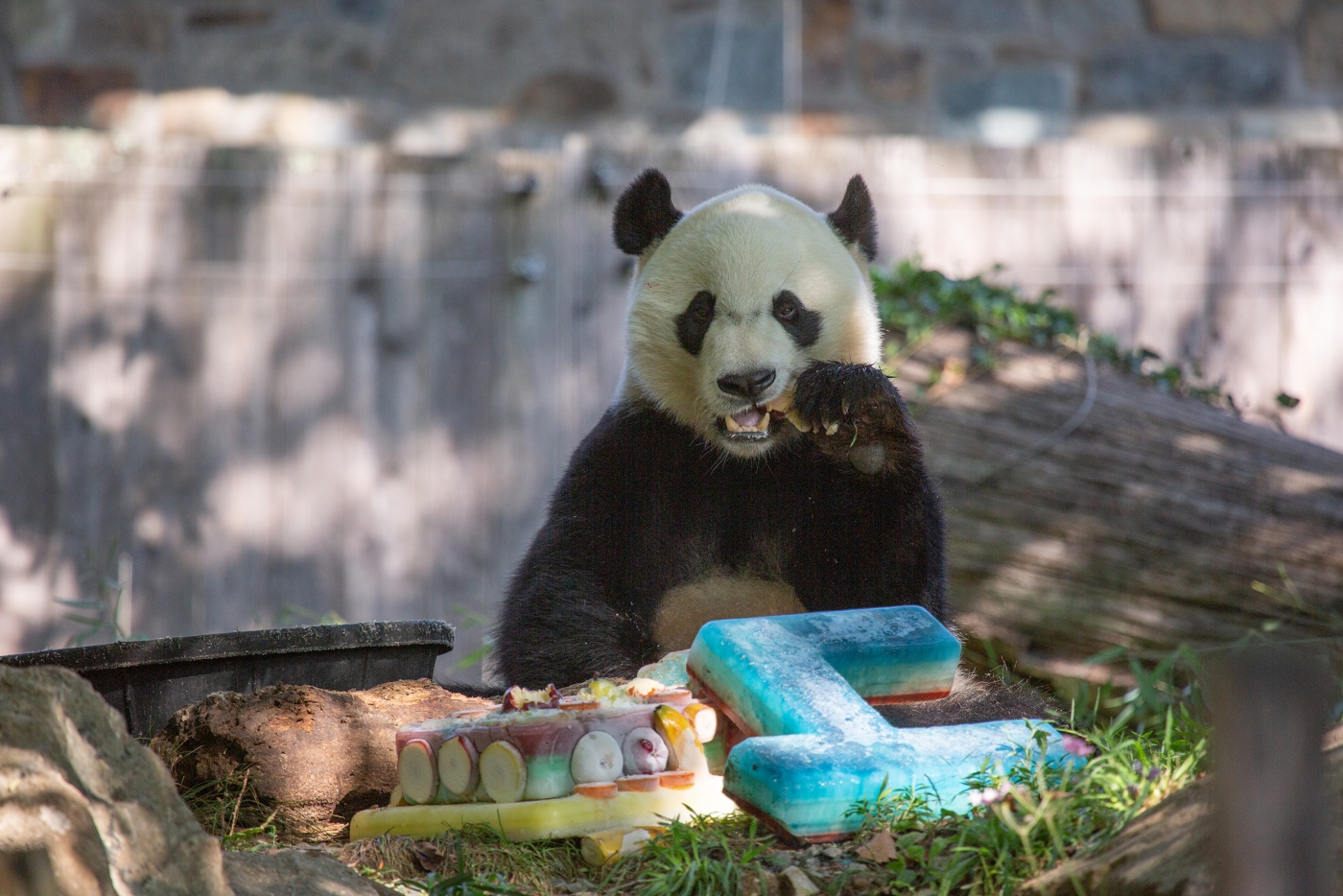 The National Zoo Prepares To Bid Farewell To Beloved Giant Panda Bei Bei