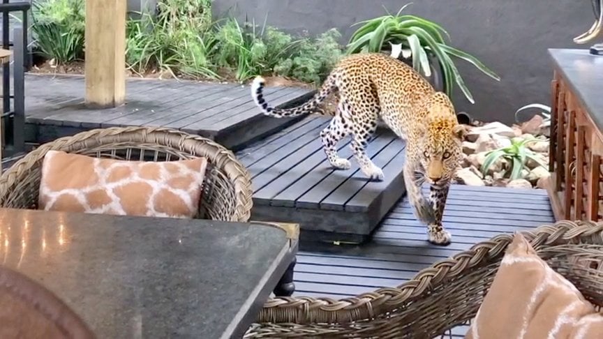 Guests At South African Lodge Get A Surprise Visit From A Leopard