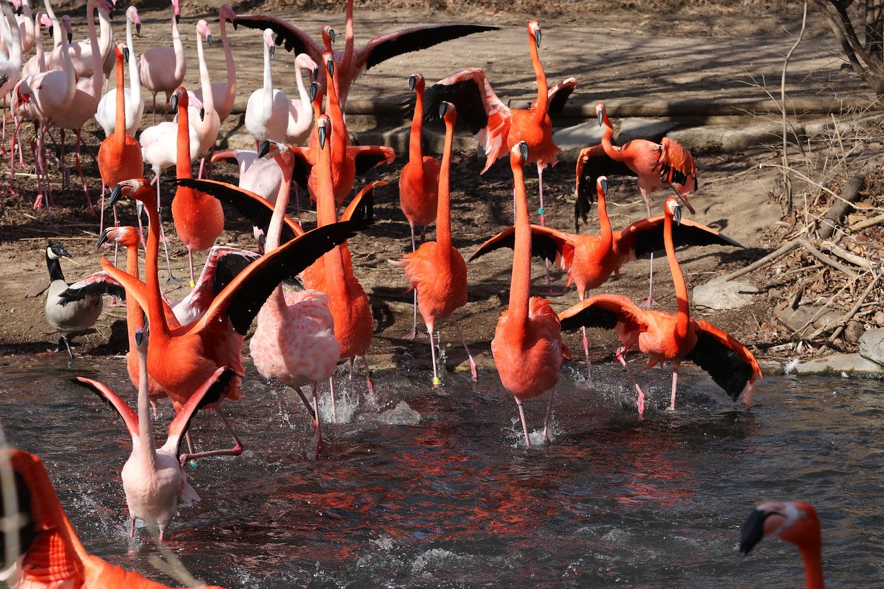 Kansas Zoo's Fugitive Flamingo Has Been Spotted In Texas