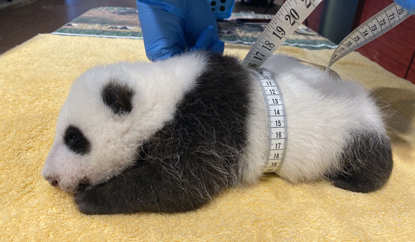 National Zoo S Adorable Giant Panda Cub Is Two Months Old Kids News Article