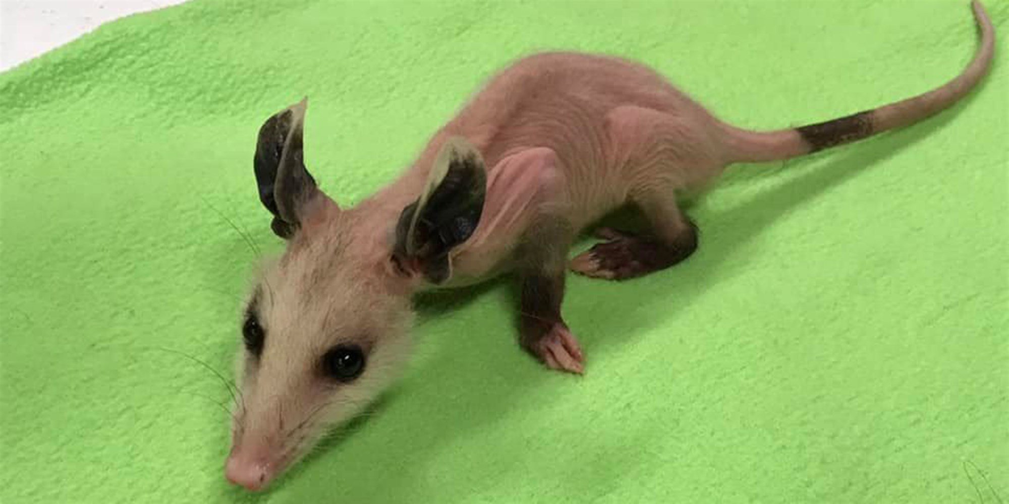 Hairless Baby Opossum Gets A New Wardrobe