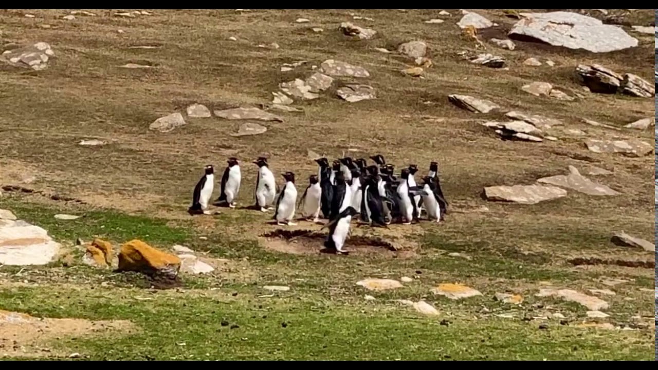 Watch What Happens When A Confused Penguin Hops Away With The Wrong Group