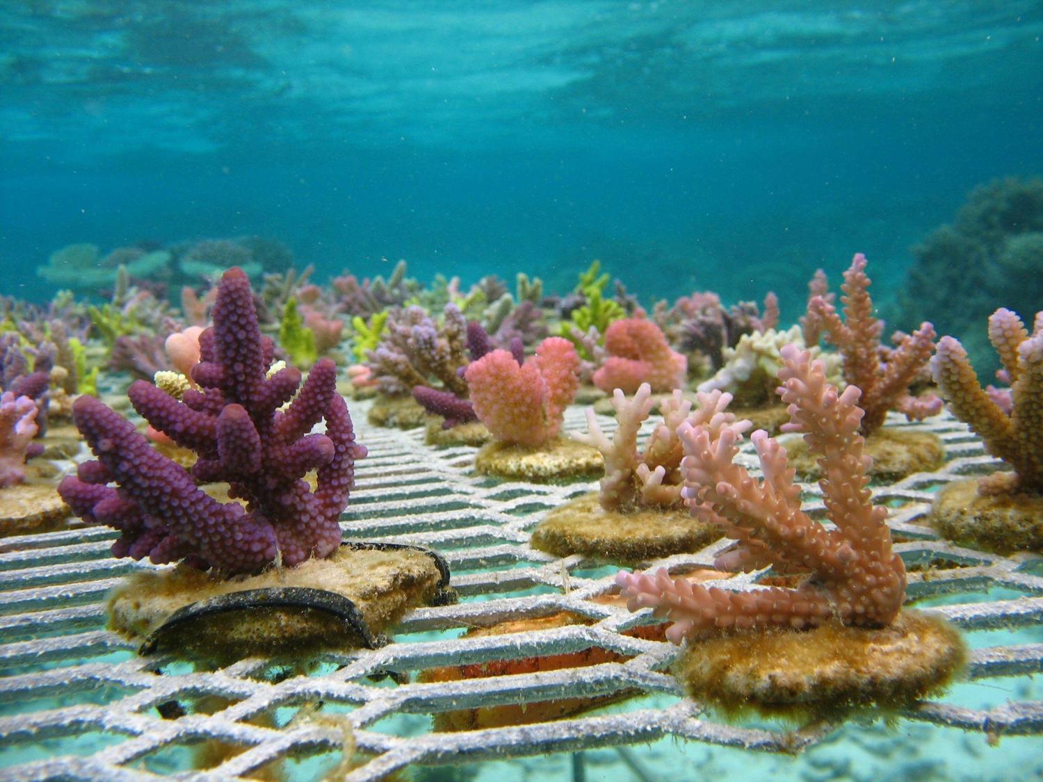 How To Grow Coral In Aquarium at Pam Hebert blog