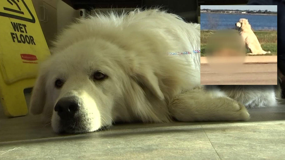 Loyal Giant Pyrenees Stands Guard Over Canine Buddy Hit By A Car