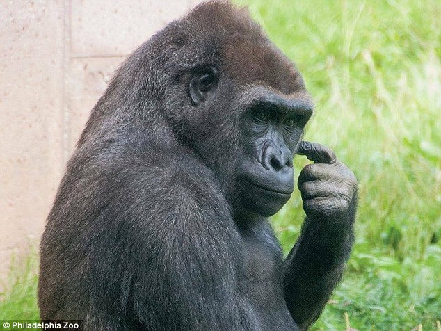 Gorilla Walking Upright