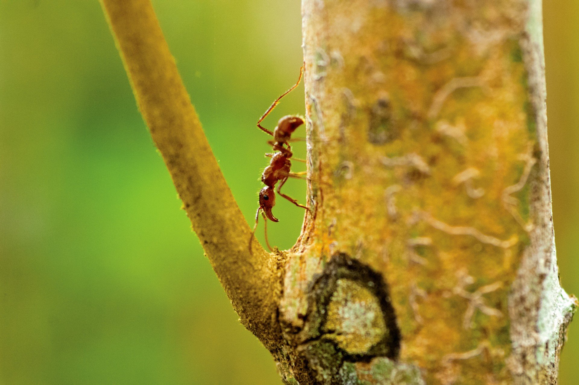 These Amazing Ants Are Experts At Tree Repair!