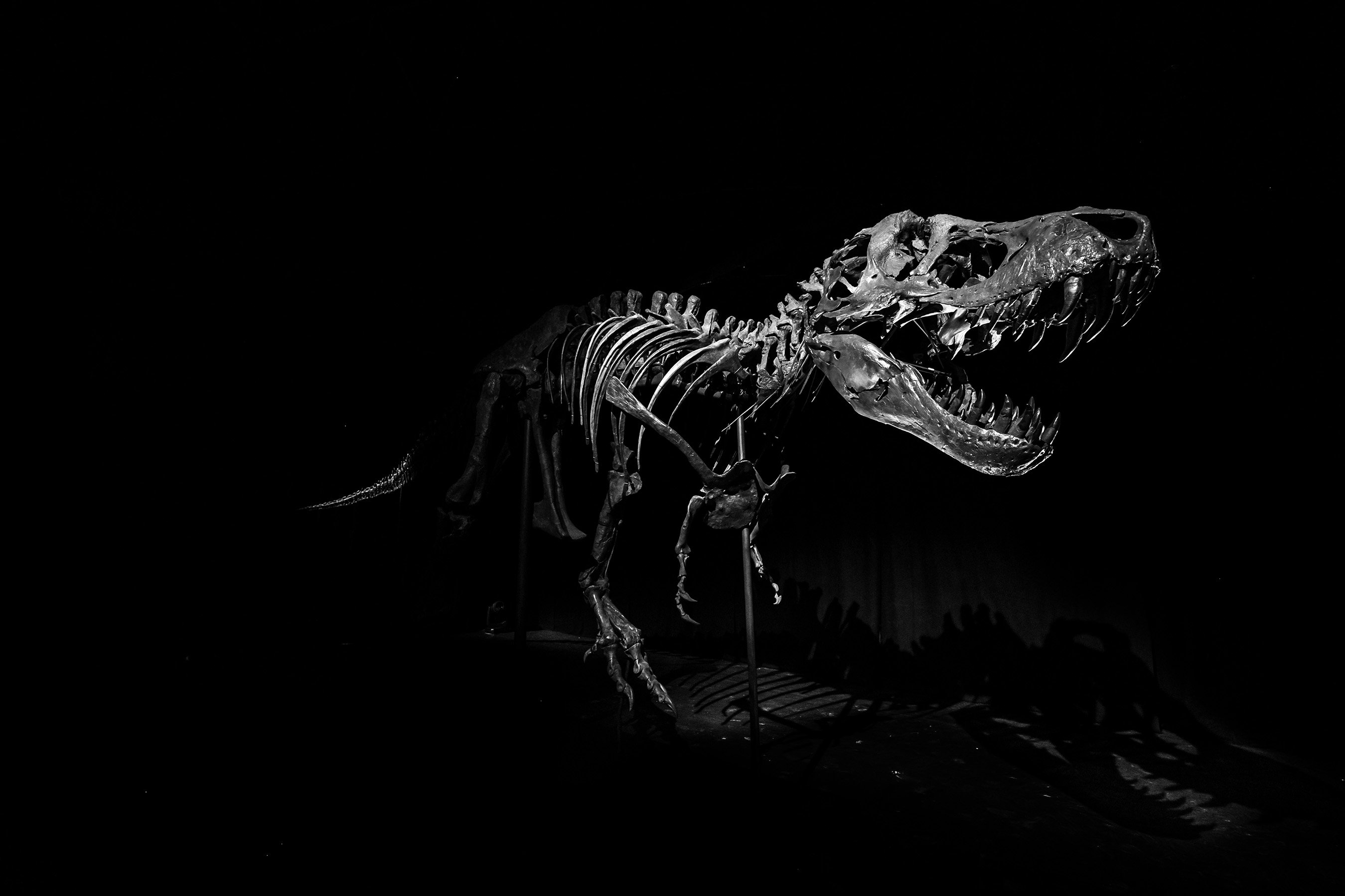 A T. Rex Sold for $31.8 Million, and Paleontologists Are Worried, Science