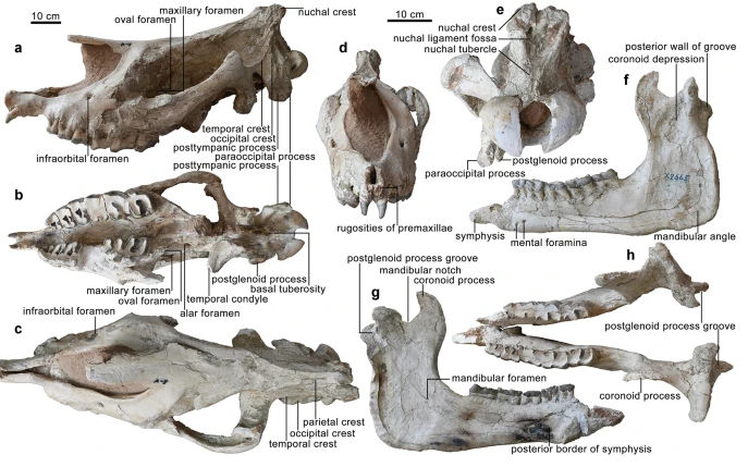 Size comparison of some Rhinocerotoidea from different time eras, from