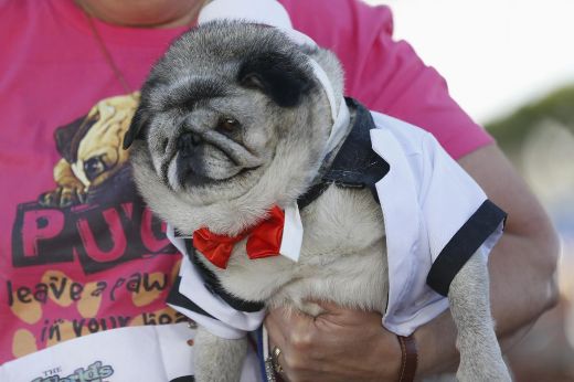 corgi leading pugs two year peanut crowned world s ugliest news article corgi leading pugs two year peanut crowned world s ugliest news article