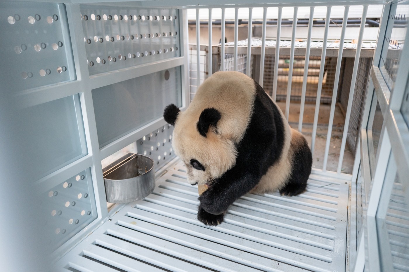 Panda bears: Not as mysterious as we once thought – DW – 05/03/2019