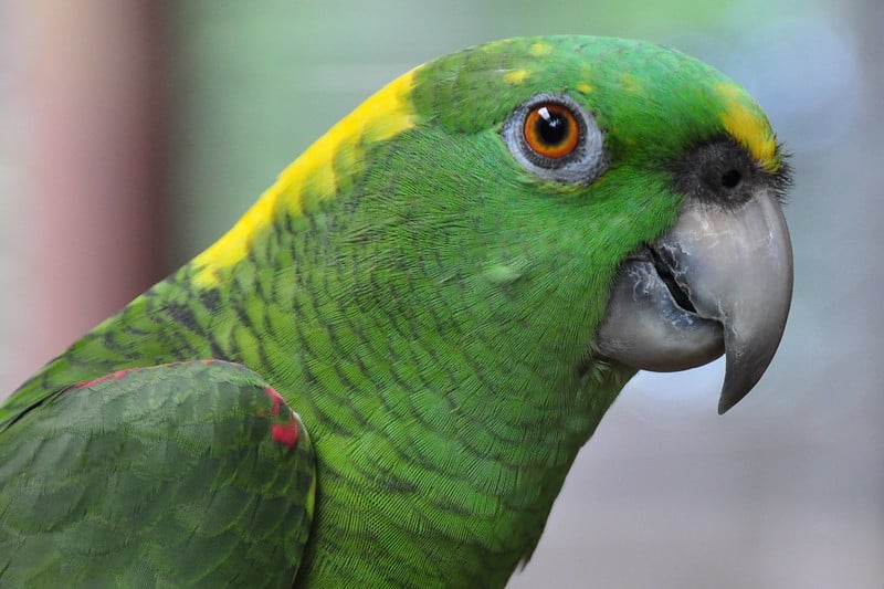 Pesky Parrot Steals Reporter s Earbud During A Broadcast About