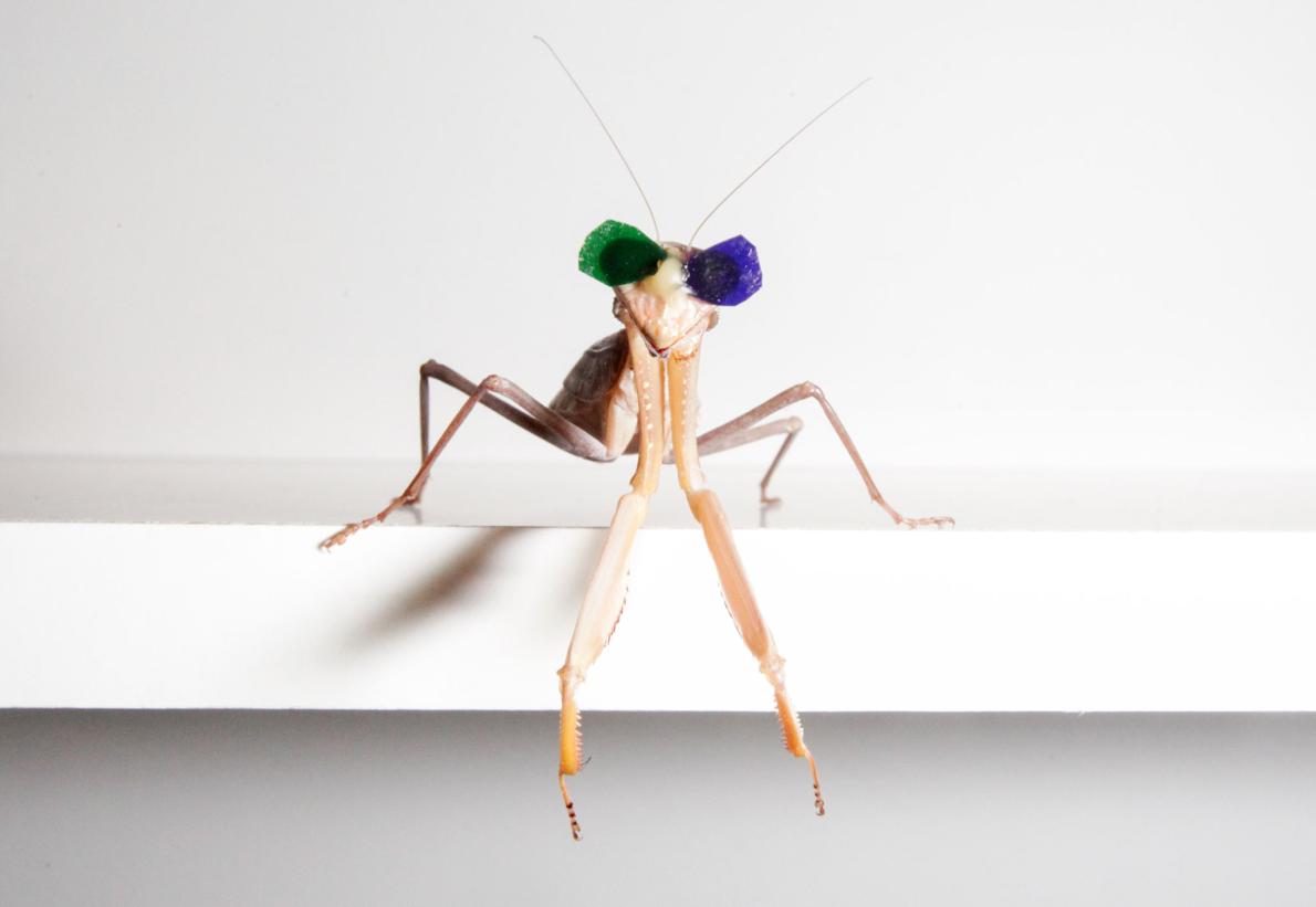 Bespectacled Praying Mantises Surprise Researchers With A New Form Of 3D  Vision