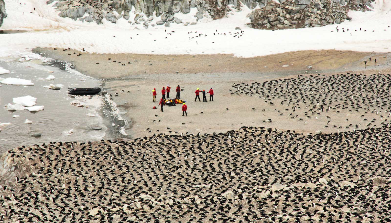 This Super-Colony Of Adélie Penguins Has Been Hiding In Plain Sight For Decades