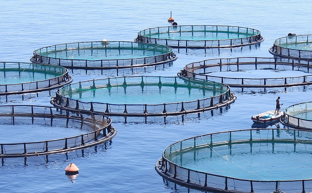 Are Sea Cucumbers a Cleanup Solution to Fish Farm Pollution