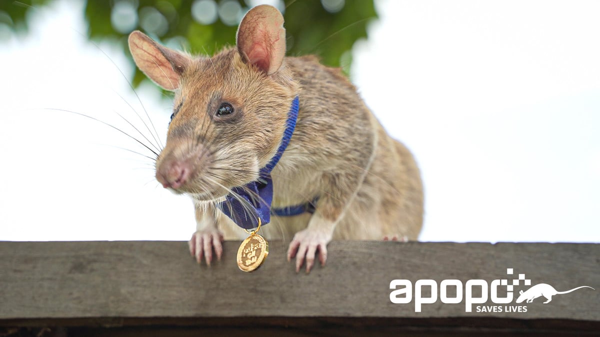 "HeroRAT" Magawa Receives A Gold Medal For His Incredible Life-Saving Bravery