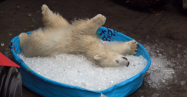 Video Of The Week — Adorable Polar Bear Cub Nora Chills Out At The Oregon Zoo