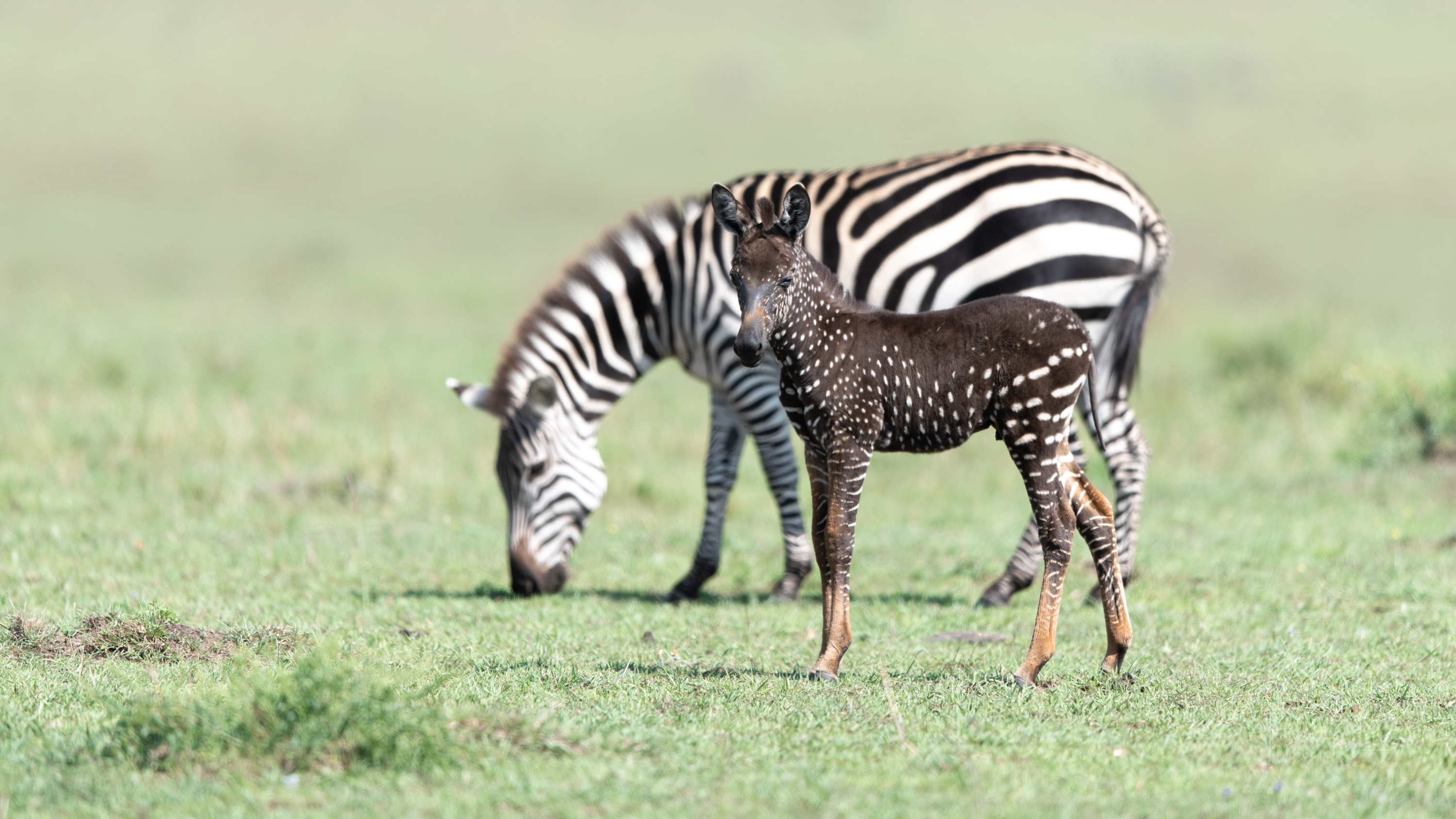 Is a zebra white with black stripes or black with white stripes