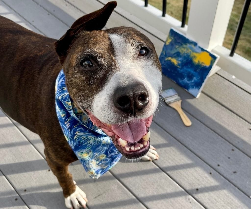 One-Eared Pooch Named Van Gogh Lives Up To His Name