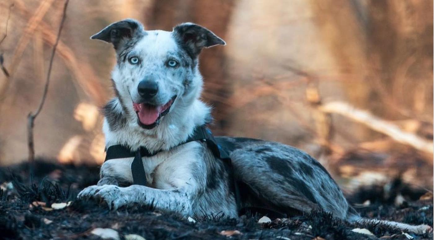 Australian Hero Dog Honored For Saving Koalas From Bushfires