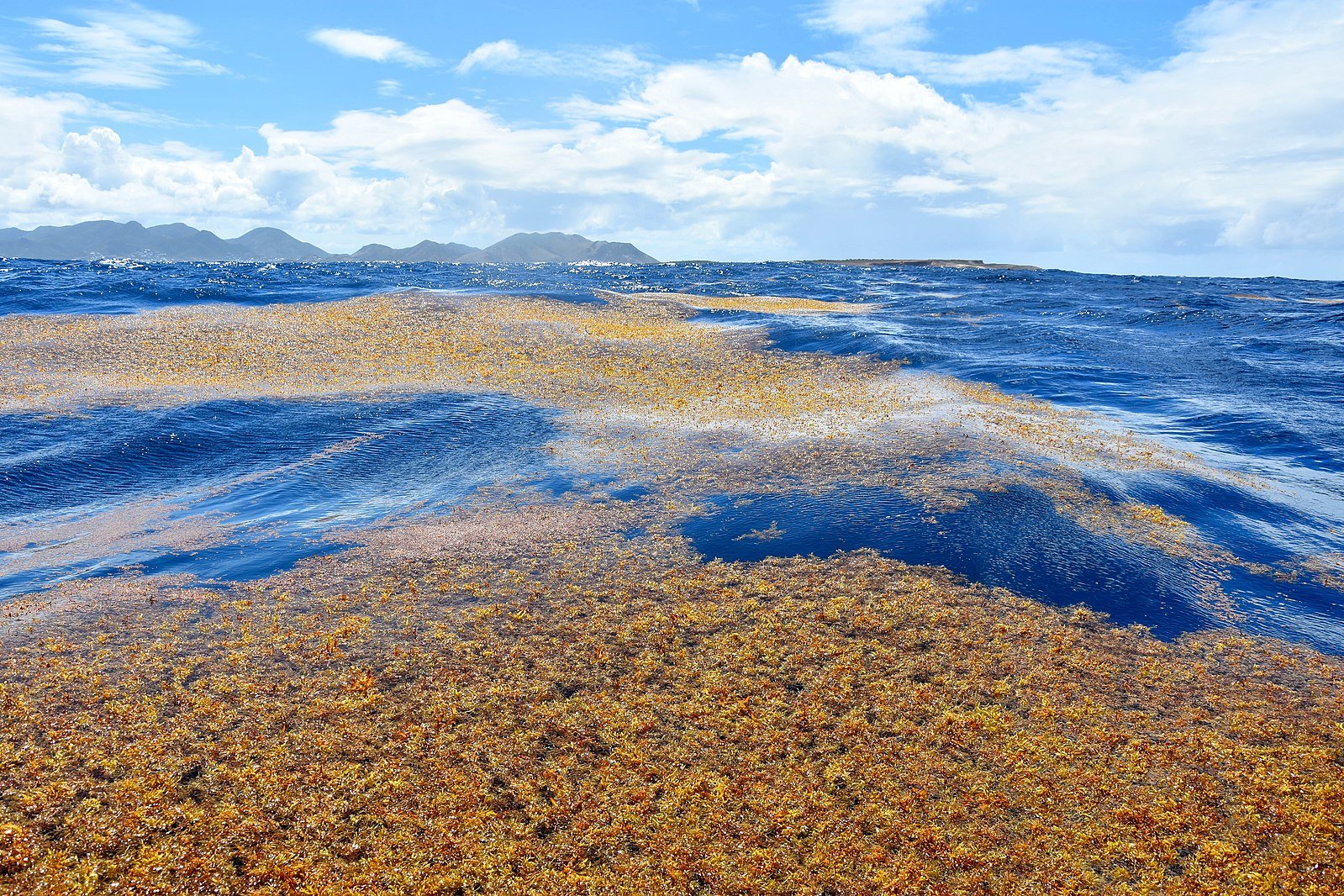 ocean seaweed