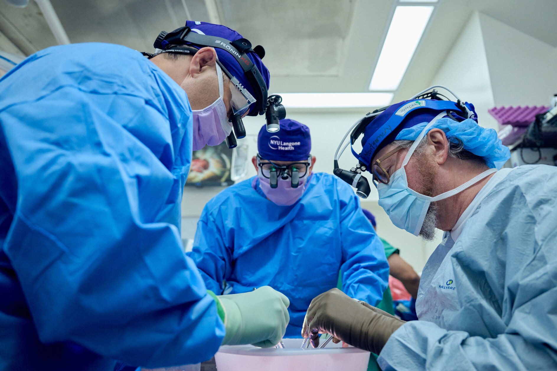 Pig To Human Kidney Transplant Works A Record Two Months