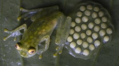 Two New Species Of Glass Frogs Discovered In Ecuador