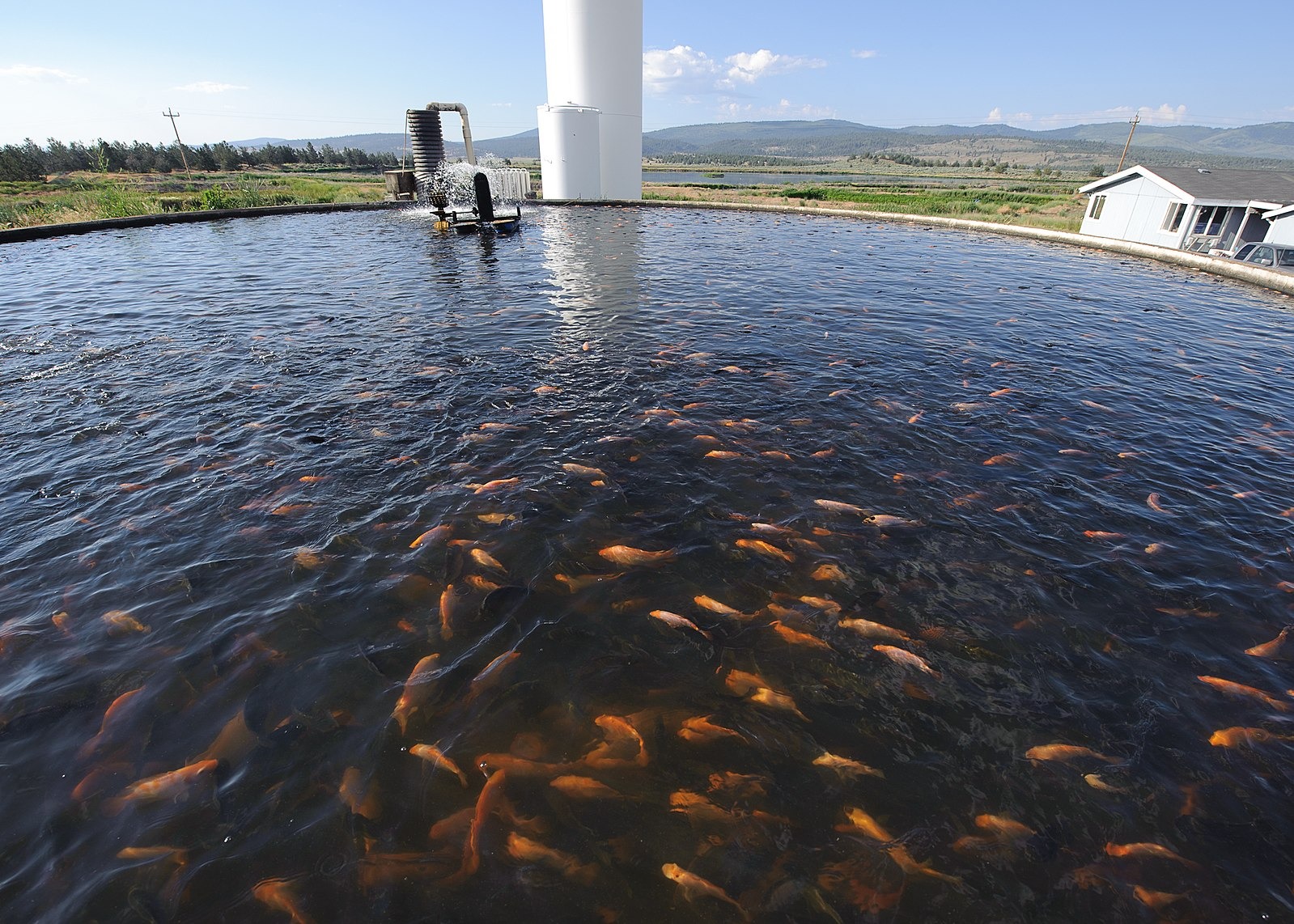 Are Sea Cucumbers a Cleanup Solution to Fish Farm Pollution