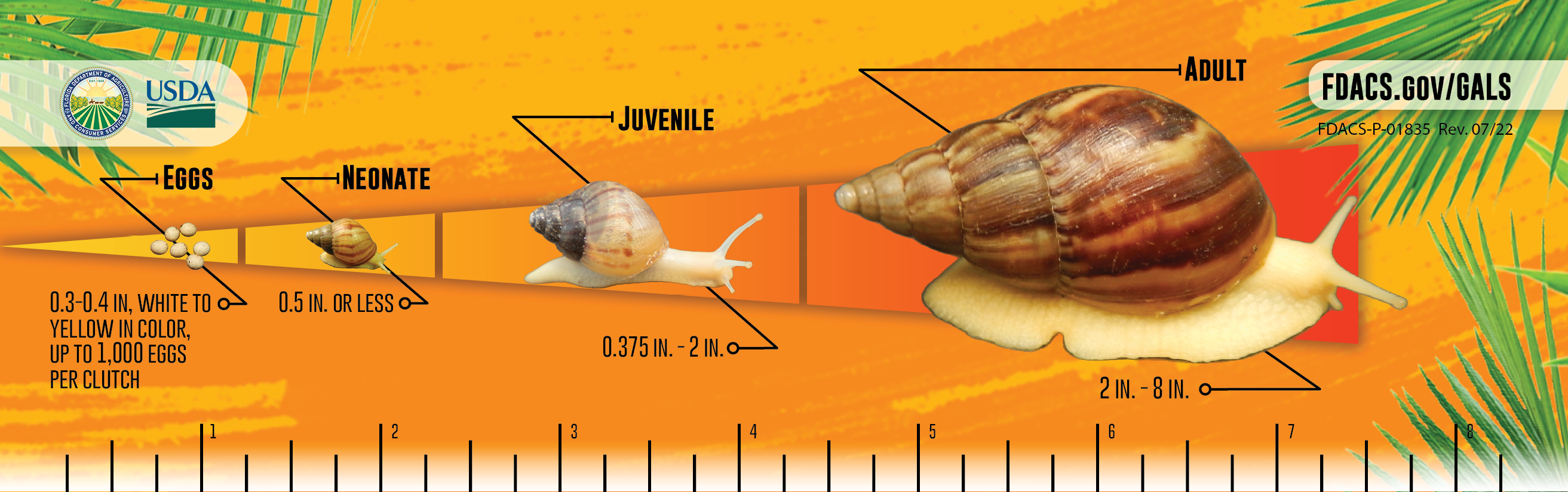 Florida's Battle To Eradicate The Giant African Land Snail Continues