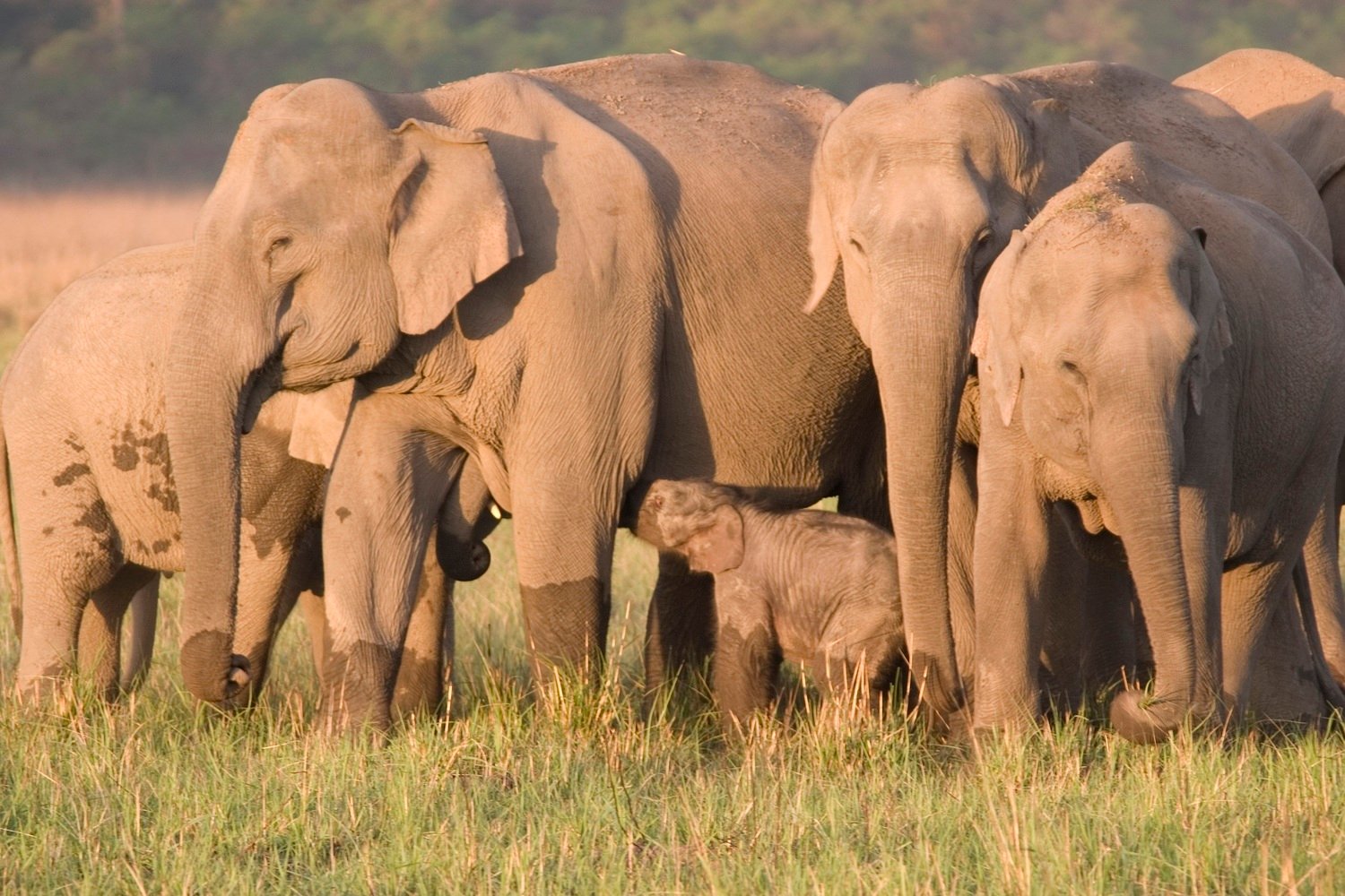 China's Wandering Wild Elephant Herd Captivates The World