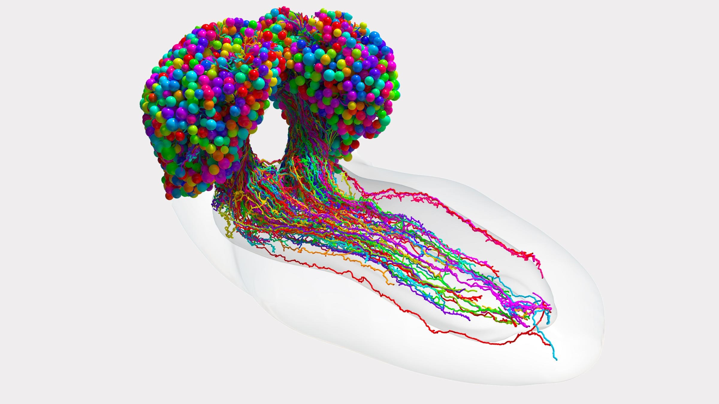 Scientists Reveal The First Complete Map Of An Insect's Brain Book Review  and Ratings by Kids - Ashley Alvarado