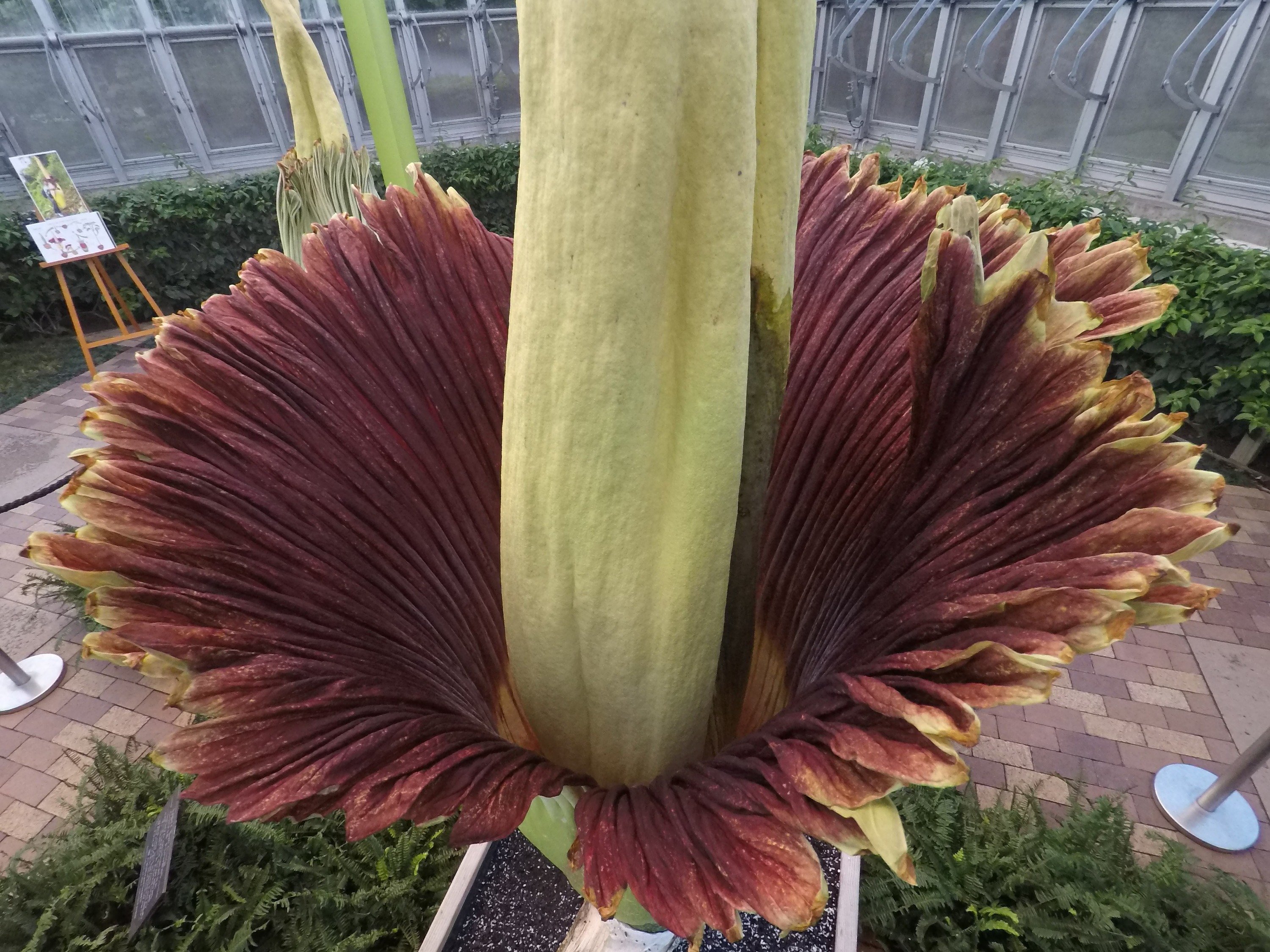 Hold Your Breath! A Stinky Corpse Flower Is About to Bloom In San Francisco!