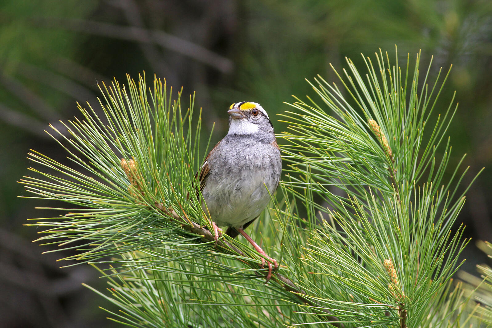 White-Throated Sparrows Across Canada Are Whistling A Catchy New Tune