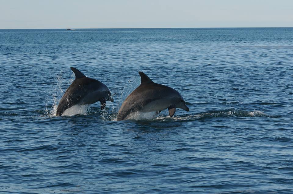 Male Bottlenose Dolphins Use "Names" To Identify Friends And Rivals