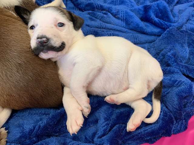 Adorable "Mustachioed" Puppy Salvador Dolly Steals Hearts Worldwide