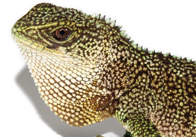 Researchers Unveil Three New Species Of Colorful 'Miniature Dragons