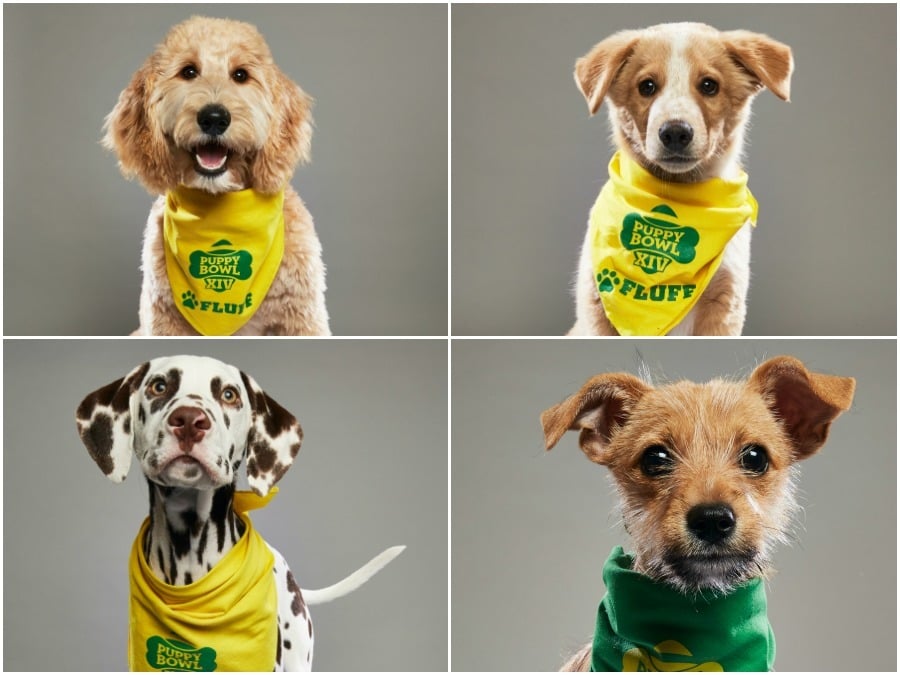 Puppy bowl adoptions store 2018