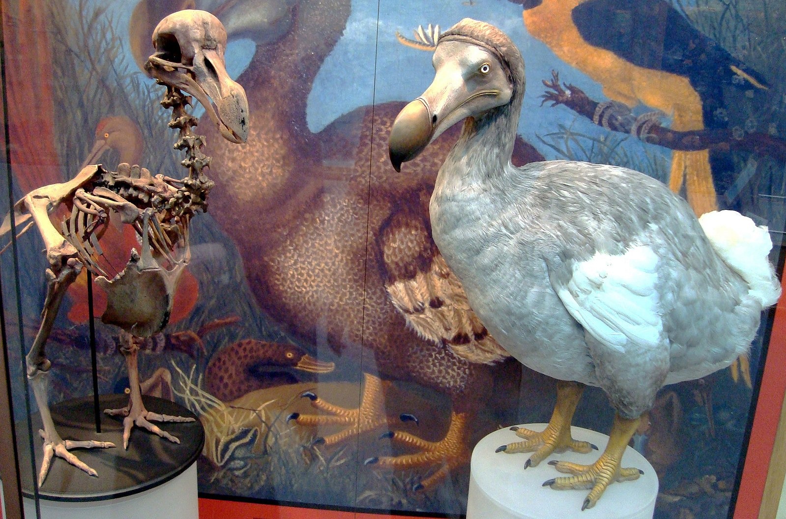 Dodo Quest - All You Need to Know BEFORE You Go (with Photos)