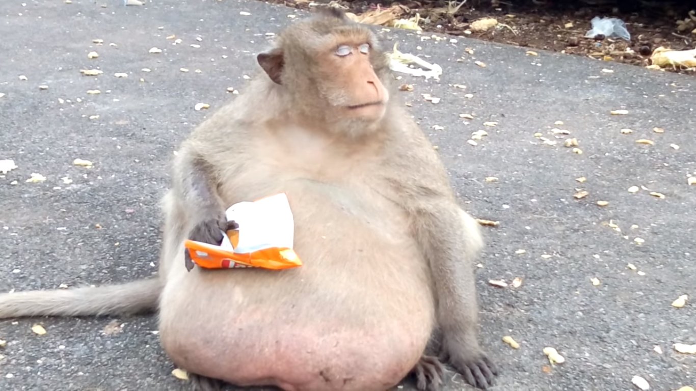 Thailand’s Famous Macaque “Uncle Fat” Placed On A Diet!