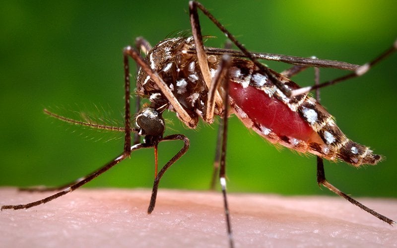 Diet Drugs Seem To Make Mosquitoes Less Thirsty For Human Blood