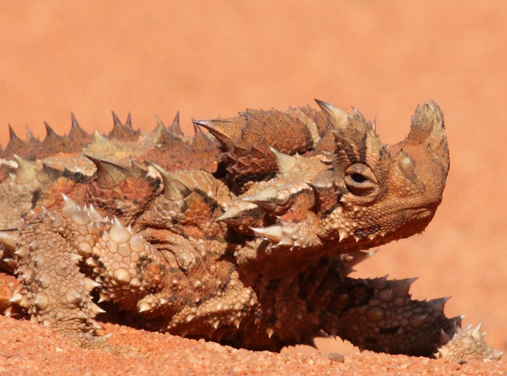 Australia's Thorny Devil Lizards Drink Water By Burying Themselves In The Sand