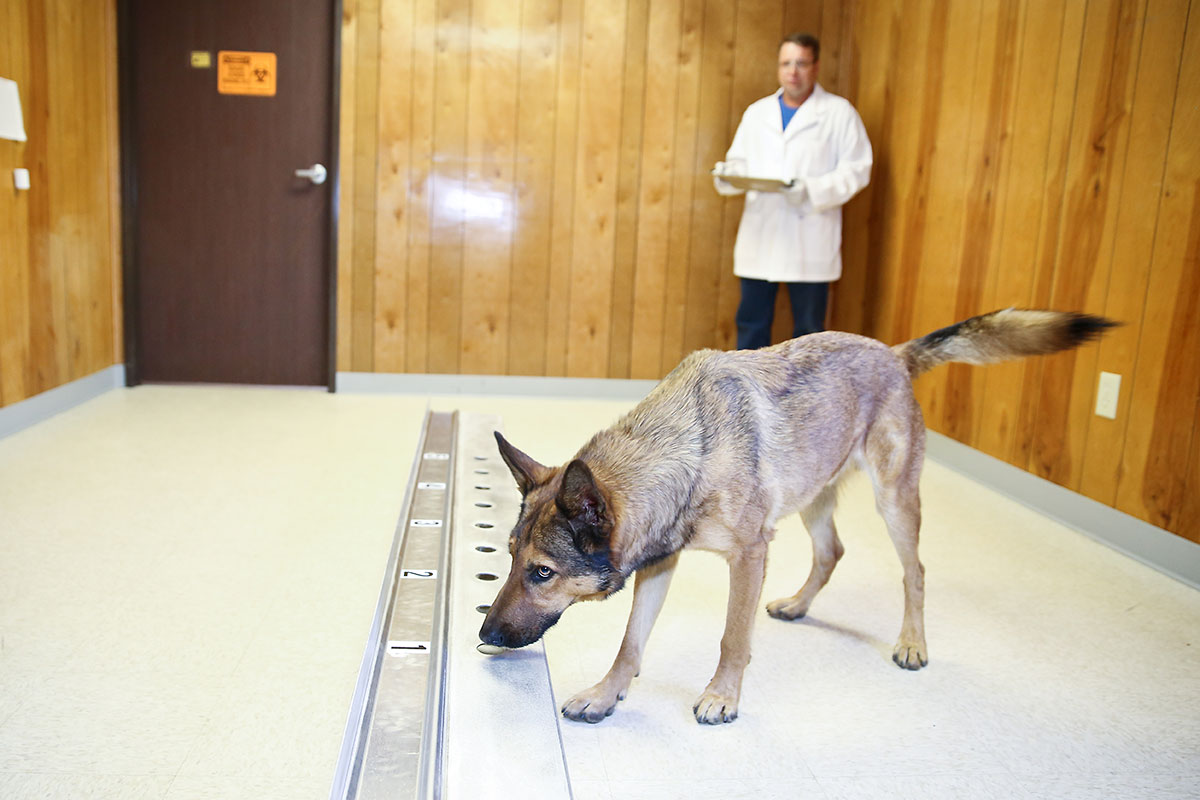 can untrained dogs detect cancer