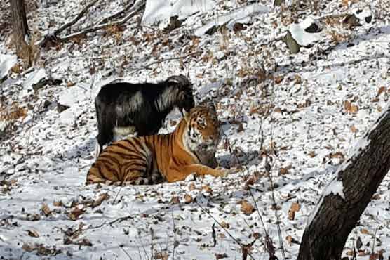 Russian Zoo Tiger Becomes Best Pals With Goat That Was Served For Dinner