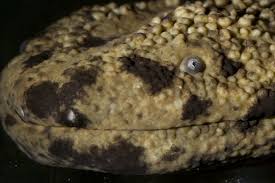 Ancient Japanese Giant Salamanders Win Top Marks For Being Awesome Dads!