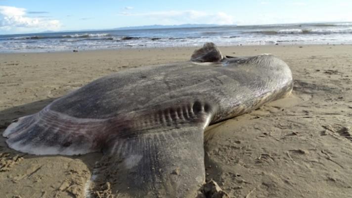 Rare Hoodwinker Sunfish Washes Up On California Beach