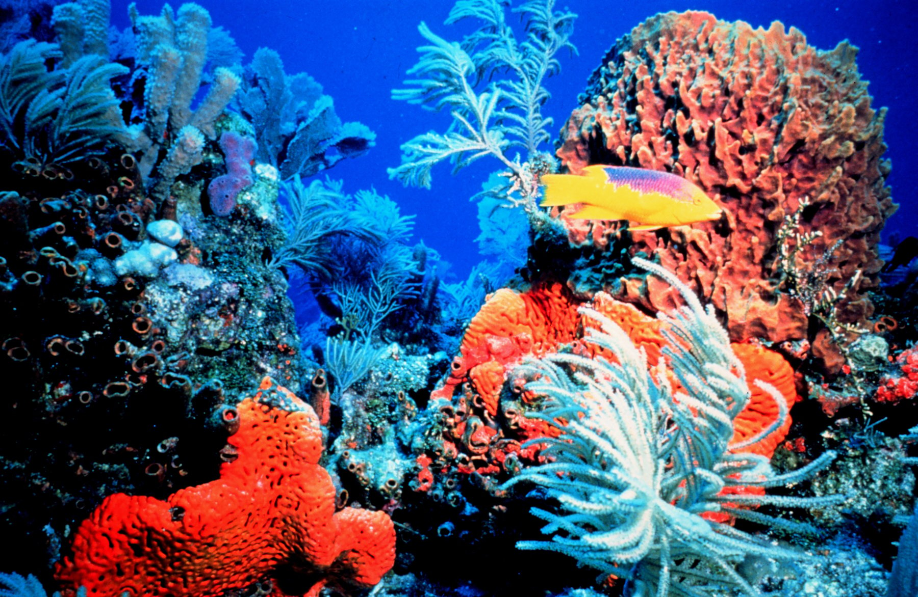 Can Lab Grown 'Super' Coral Rescue Our Rapidly Dwindling Reefs? Kids