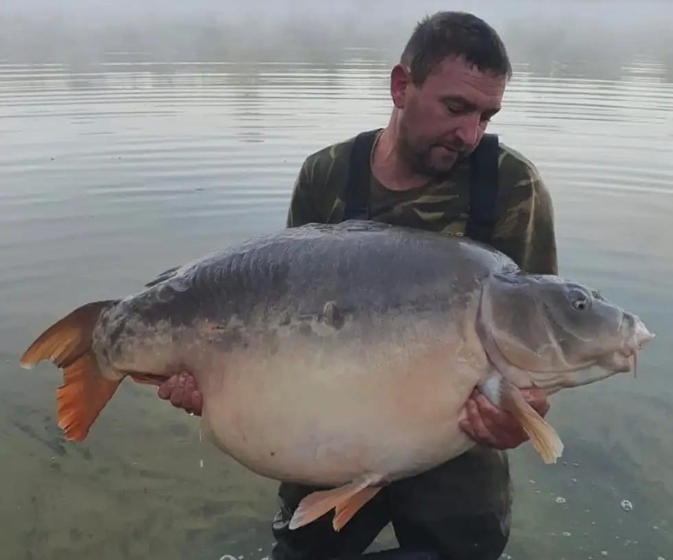 British Fisher Reels In Massive, 67-Pound Goldfish Book Review