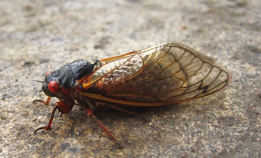 Eastern US States Brace For An Onslaught Of Millions Of Noisy 17-Year Cicadas