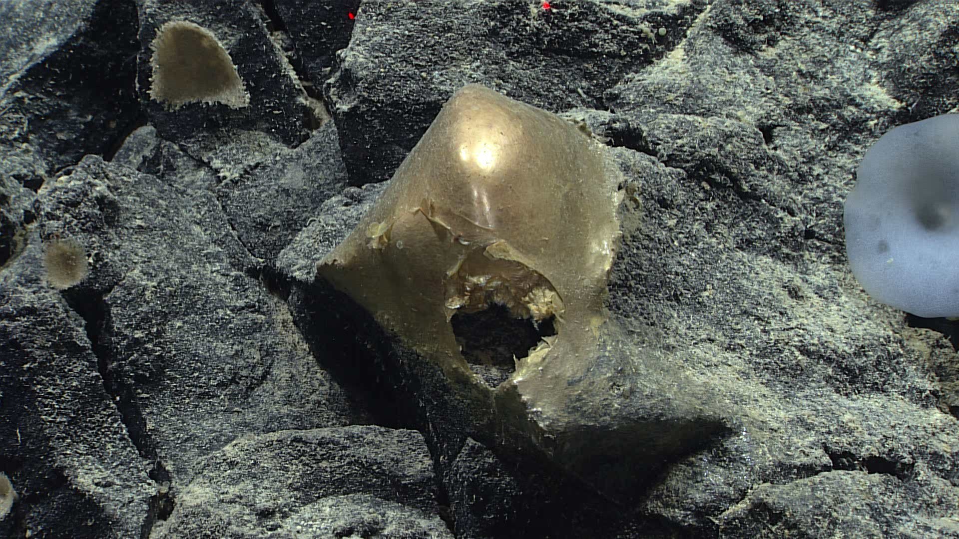 "Golden Egg" Found On Ocean Floor Baffles Researchers