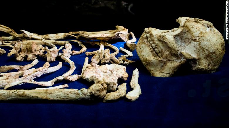 Ancient Human Ancestor "Little Foot" Sparks Debate On Hominid Classification