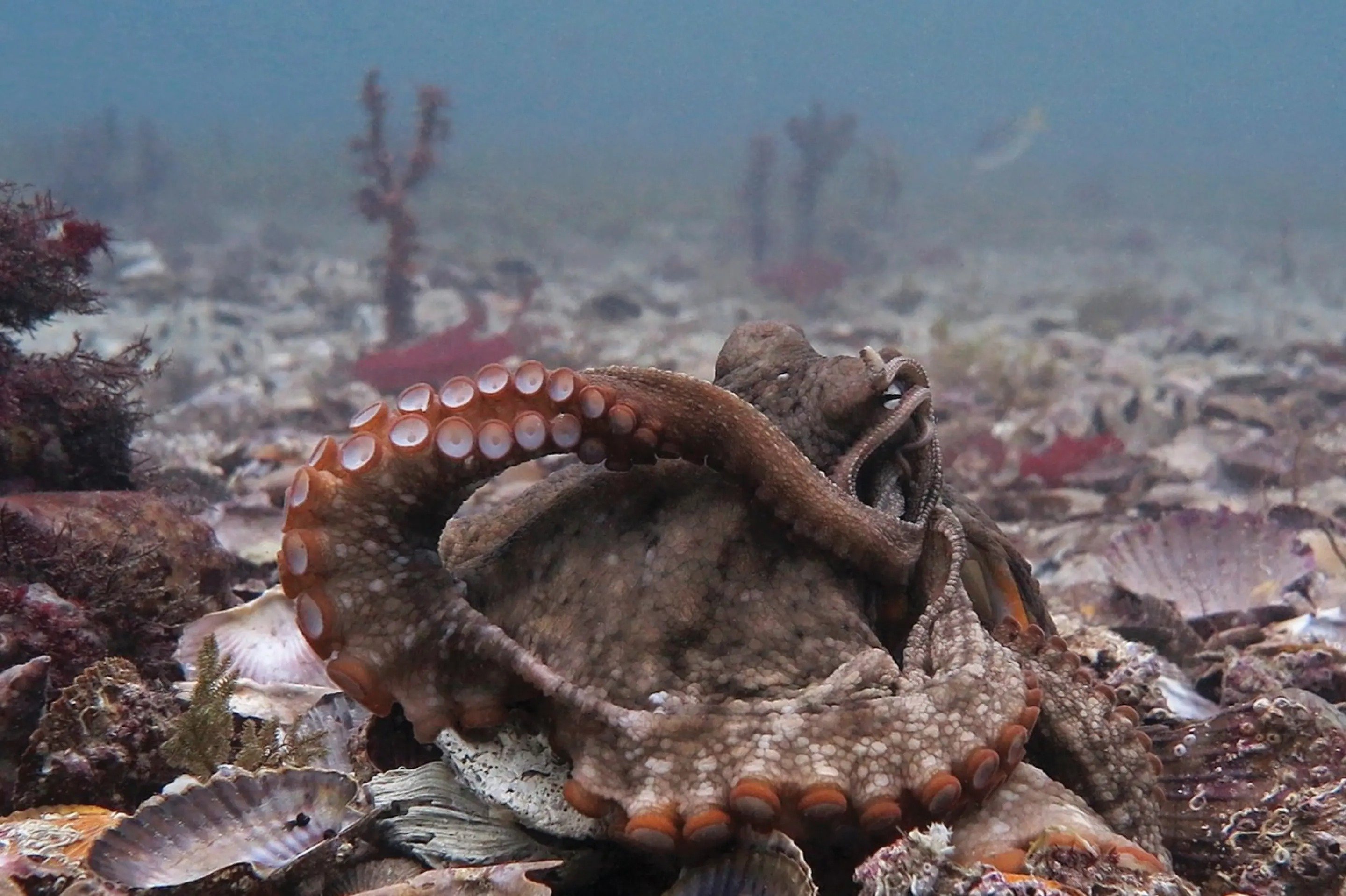 Octopus catch & release and some other catches 